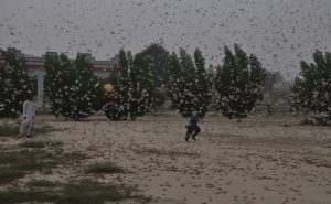 India’s Second Plague: Locusts