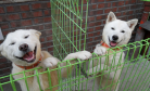 Dogs Gifted by North&#8217;s Kim Jong Un Resettle in South Korean Zoo